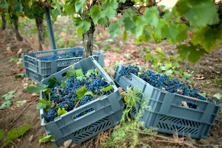 La Junta destina 2,6M€ a impulsar la promoción del vino andaluz en terceros países durante 2024 La Junta destina 2,6M€ a impulsar la promoción del vino andaluz en terceros países durante 2024