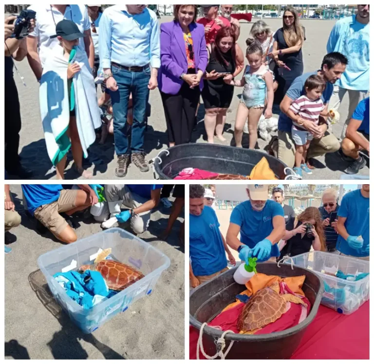 La Junta suelta en Playamar dos tortugas boba rescatadas en las provincias de Cádiz y Almería La Junta suelta en Playamar dos tortugas boba rescatadas en las provincias de Cádiz y Almería